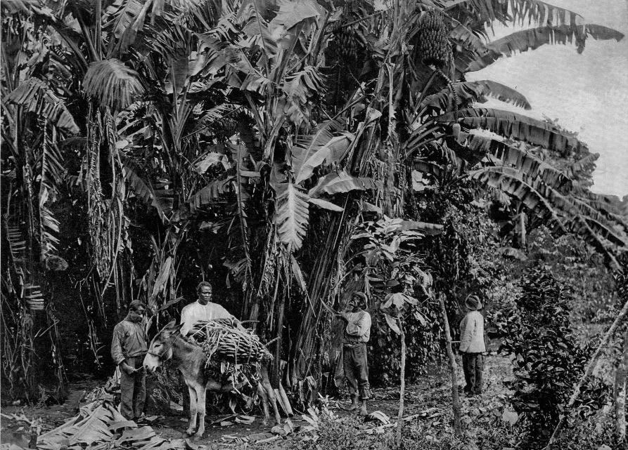 Cutting Bananas in Jamaica from the Image Archive on TheGenealogist