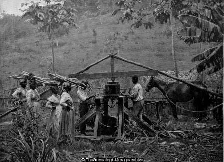 A Native Cane Mill Jamaica (1897, Cane Mill, Caribbean, Horse, Jamaica, Sugar Cane Worker)