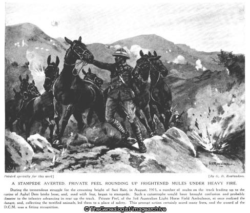 A stampede averted Private Peel rounding up frightened mules under heavy fire (1915, Aghyl Dere, Australian Light Horse, DCM, Field Ambulance, Gallipoli, Mule, Sari Bair, Turkey, WW1)