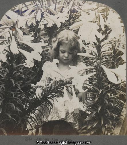 Among the Lillies 1901 Keystone (1901, 3d, C1900, Girl, Lily)