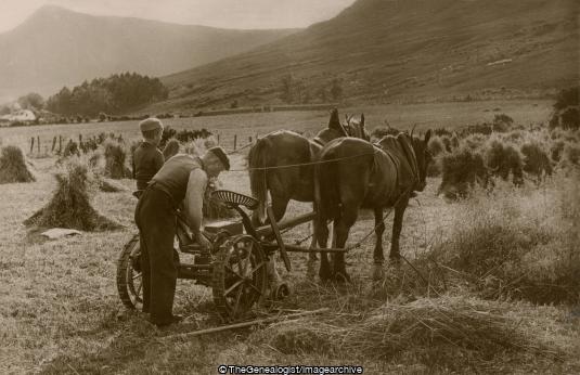At work in the Highlands (C1900, Farmer, Harvest, Scotland)