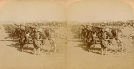 Boer War - Horse Picket of Royal Horse Artillery - Getting ready for Attack on Colesberg, South Africa (3d, Boer War, Colesberg, Horse, Horse Picket, Northern Cape, Regiment, Royal Horse Artillery, South Africa)