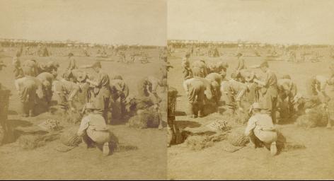 Boer War - Tommy's friend is not forgotten - taking rations for the horses - Moddar River, South Africa (3d, Boer War, Hay, Hay Net, Horse, Modder River, Rations, South Africa, Tommy)
