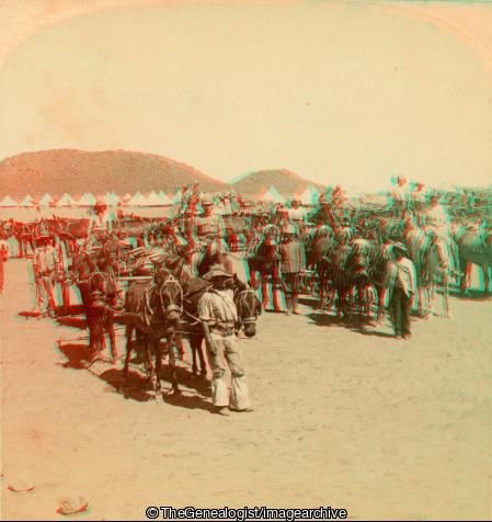 Boer War -  Transport Wagons ready for Frenchs movement North De Aar South Africa (3d, Boer War, De Aar, Horse, John French, Mule, Northern Cape, South Africa)