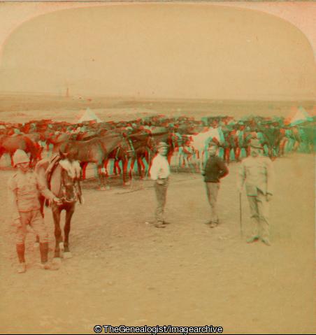 Boer War - Veterinary Hospital at Naauwport - Horses wounded in engagement near Colesberg (Jan 4th), South Africa (3d, Boer War, Colesberg, Horse, Hospital, Naauwpoort, Northern Cape, South Africa, Vet, Wounded)