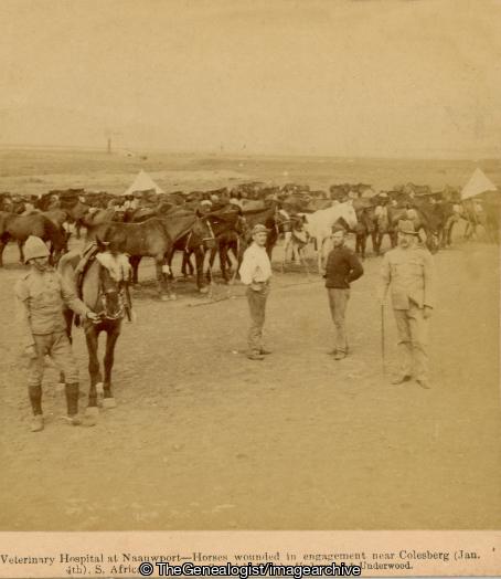Boer War - Veterinary Hospital at Naauwport - Horses wounded in engagement near Colesberg (Jan 4th), South Africa (3d, Boer War, Colesberg, Horse, Hospital, Naauwpoort, Northern Cape, South Africa, Vet, Wounded)