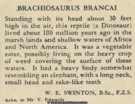Brachiosaurus Brancai (3d, Africa, Brachiosaurus, Dinosaur, Herbivore, Jurassic, North America)