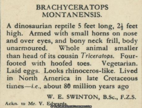 Brachyceratops Montanensis (3d, Brachyceratops, Cretaceous, Dinosaur, Herbivore, Montana, North America)