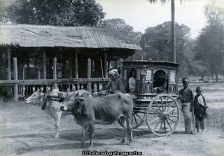 Burmese Public Carriage (Buffalo, Burma, Burmese, C1890, Carriage, Driver, girls, Ladies)