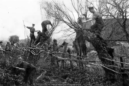 Cadets Selecting and Cutting Brushwood France 1915 (1915, Artists Rifles, France, WW1)