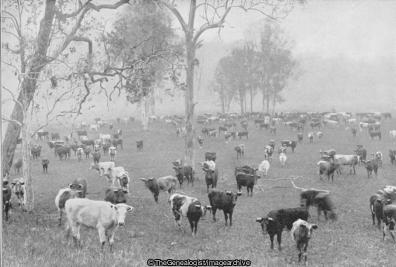 Cattle Driving in Australia (1897, Australia, Cattle, Cattle Driver, New South wales)