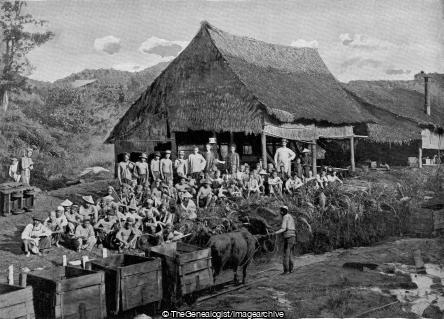 Coal Miners at Muara British North Borneo (Asia, Borneo, Cattle, Coal Mine, Coal Miner)