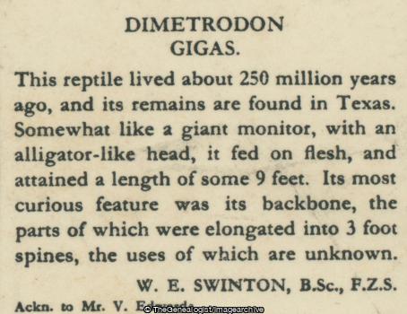 Dimetrodon Gigas (3d, Carnivore, Dimetrodon, Dinosaur, Early Permian, North America, Synapsid, Texas)