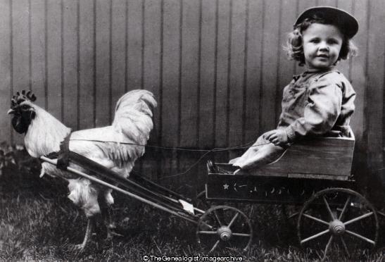 Girl in cart pulled by a cockrel (C1920, Cart, chicken, Cockrel, Comic Series)