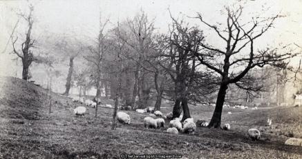 Hampstead Heath April 1901 (Hampstead Heath, London, Sheep)