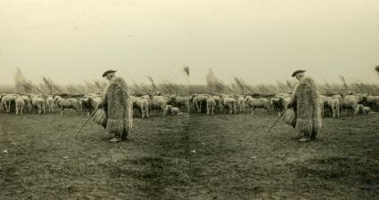 Hungarian Shepherd and His Flock on the Hortobagy Plain Hungary (3d, Hortobágy, Hortobagy Plain, Hungary, Sheep, Shepard)