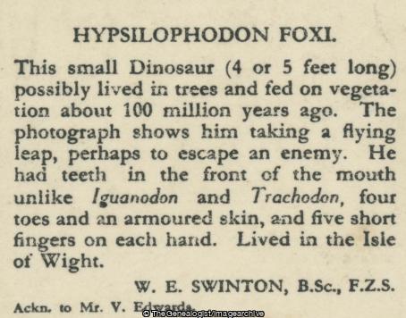 Hypsilophodon Foxi (3d, Cretaceous, Dinosaur, Herbivore, Hypsilophodon, Isle of Wight)