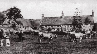 Jersey Cows Milking Time (1903, 1908-03-28, 1d, 94 Route de Coutouce, C1900, Channel Islands, Cow, Eruouf, Granville, Jersey, Jersey Cows, Mademoiselle, Manche, Marie, Milk, Milkmaid, St Helier)