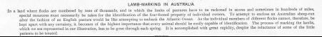 Lamb Marking in Australia (Australia, Farmer, Lamb Marker, Sheep)