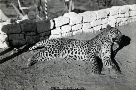 Leopard Trophy Kill (India, Leopard, Safari)