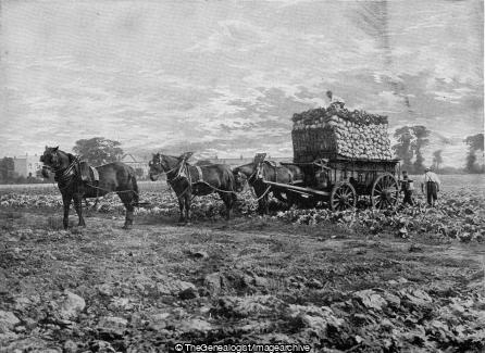 Loading up for Covent Garden (Farm, Farmer, Horse and Carriage)