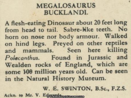 Megalosaurus Bucklandi (3d, Carnivore, Dinosaur, England, Herbivore, Megalosaurus, Mesozoic, Polacanthus)