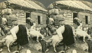 Milking Goats on a Mountain Saeter, Hardanger Fjord, Norway (3d, Hardanger Fjord, Norway, Saeter, Saetre)