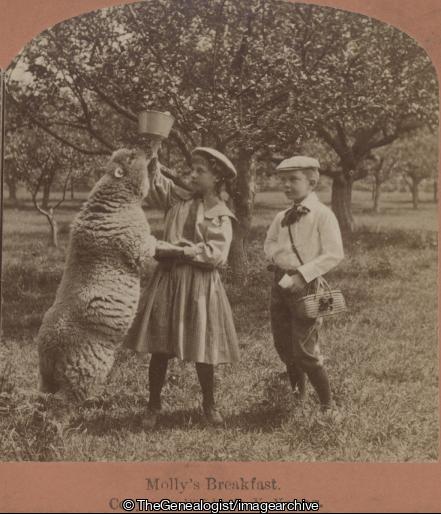 Mollys Breakfast children feeding sheep (1897, 3d, Orchard, Sheep)