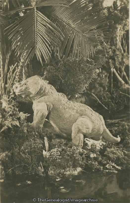 Pariasaurus Baini (3d, Bradysaurus, Dinosaur, Herbivore, Paleozoic, Pareiasaur, Reptile, South Africa)