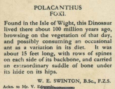 Polacanthus Foxi (3d, Cretaceous, Dinosaur, Herbivore, Isle of Wight, Polacanthus)