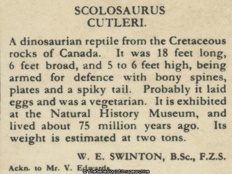 Scolosaurus Cutleri (3d, Alberta, Cretaceous, Dinosaur, Herbivore, Scolosaurus)
