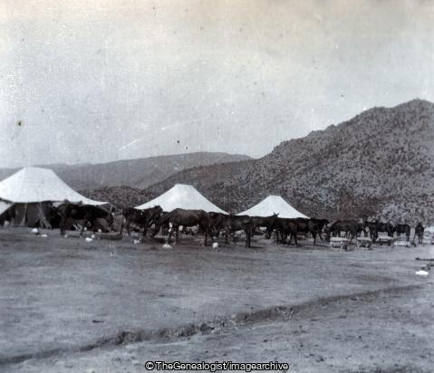 Section Camp Hangu Nov 1902 (1902, C1900, Hangu, Horse, India, Kohat Mountain Battery, Mule, North West Frontier Province, Pakistan, Royal Artillery)