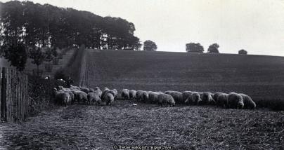 Sheep near Tring (Sheep, Tring)