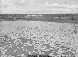 Sheep Raising in New South Wales (Australia, New South wales, Sheep, Wingadee)
