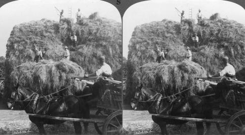 Stacking Hay Boston Lincolnshire (3d, Boston, England, Farm Worker, Farmer, Haystack, horse and cart, Lincolnshire)