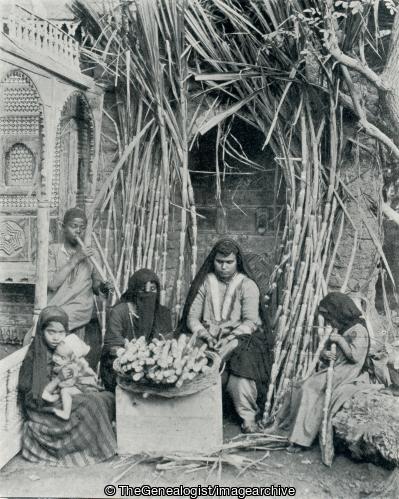Sugar Cane Sellers (Egypt, Sugar Cane Seller)
