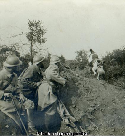 The Dog in War - Reporting to First Aid Squad with Helmet of wounded Soldier (3d, French, Red Cross, Red Cross Dog, Series, Soldiers, Stretcher, Stretcher Bearer, WW1)