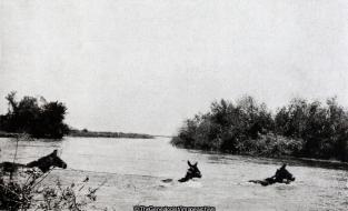 Transport Mules swimming the Struma (C1916, Greece, Mule, Nottinghamshire Yeomanry, River, Salonica, South Nottinghamshire Hussars, Struma, WW1)
