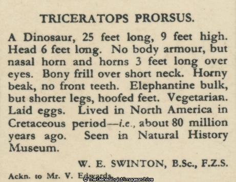 Triceratops Prorsus (3d, Cretaceous, Dinosaur, Herbivore, North America, Triceratops)
