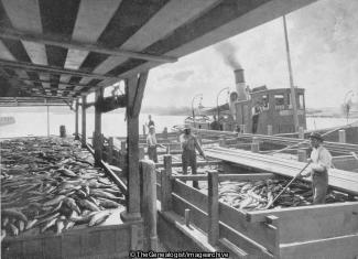 Unloading Salmon in Canada (Canada, Canadian Pacific Railway, Salmon Fishing, Scow)