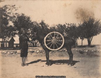 Wheel Mule (C1900, India, Kohat, Kohat Mountain Battery, Mule, North West Frontier Province, Pakistan, Regiment, Royal Artillery)