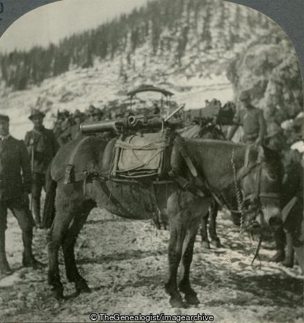 WWI - How Italian Guns are Carried Up the Steep Narrow Paths of the Alpine Front (3d, Alpine, cannon, Italian, Italy, Mule, Saddle, Snow, Weapon, WW1)